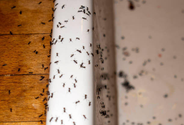 Best Local Pest Control Services  in Fridley, MN